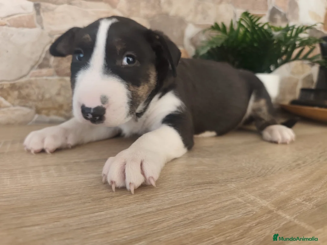 Bull Terrier perros en venta: Bull terrier tricolor en Toledo - Anuncio 1