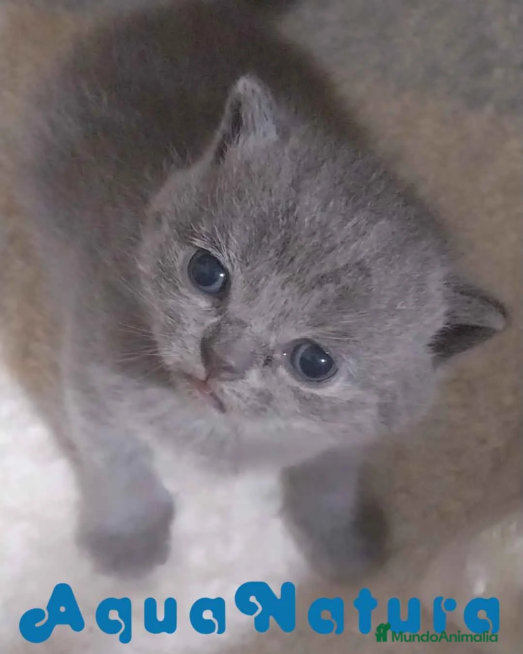 Británico de Pelo Corto Azul gatos en venta: Camada gatitos British AQUANATURA - Anuncio 2