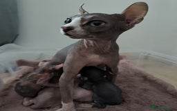 Sphynx gatos en venta: Cachorro Sphynx - Imagen 10