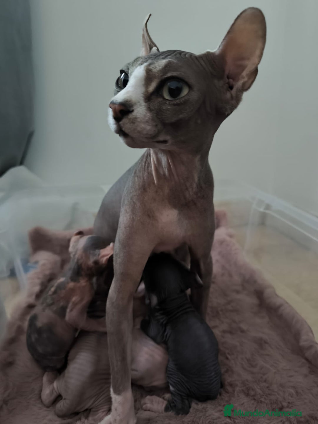 Sphynx gatos en venta: Cachorro Sphynx - Imagen 10