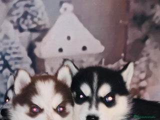 Husky Siberiano perros Cachorros husky siberianos - Anuncio 1