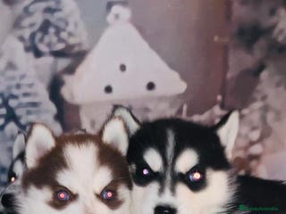 Husky Siberiano perros Cachorros husky siberianos - Anuncio 6