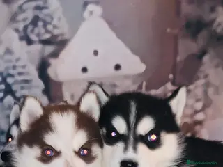 Husky Siberiano perros Cachorros husky siberianos - Anuncio 7