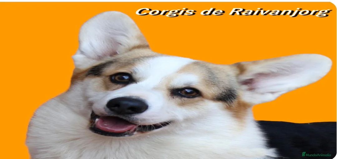 Imagen de galería {{count}}