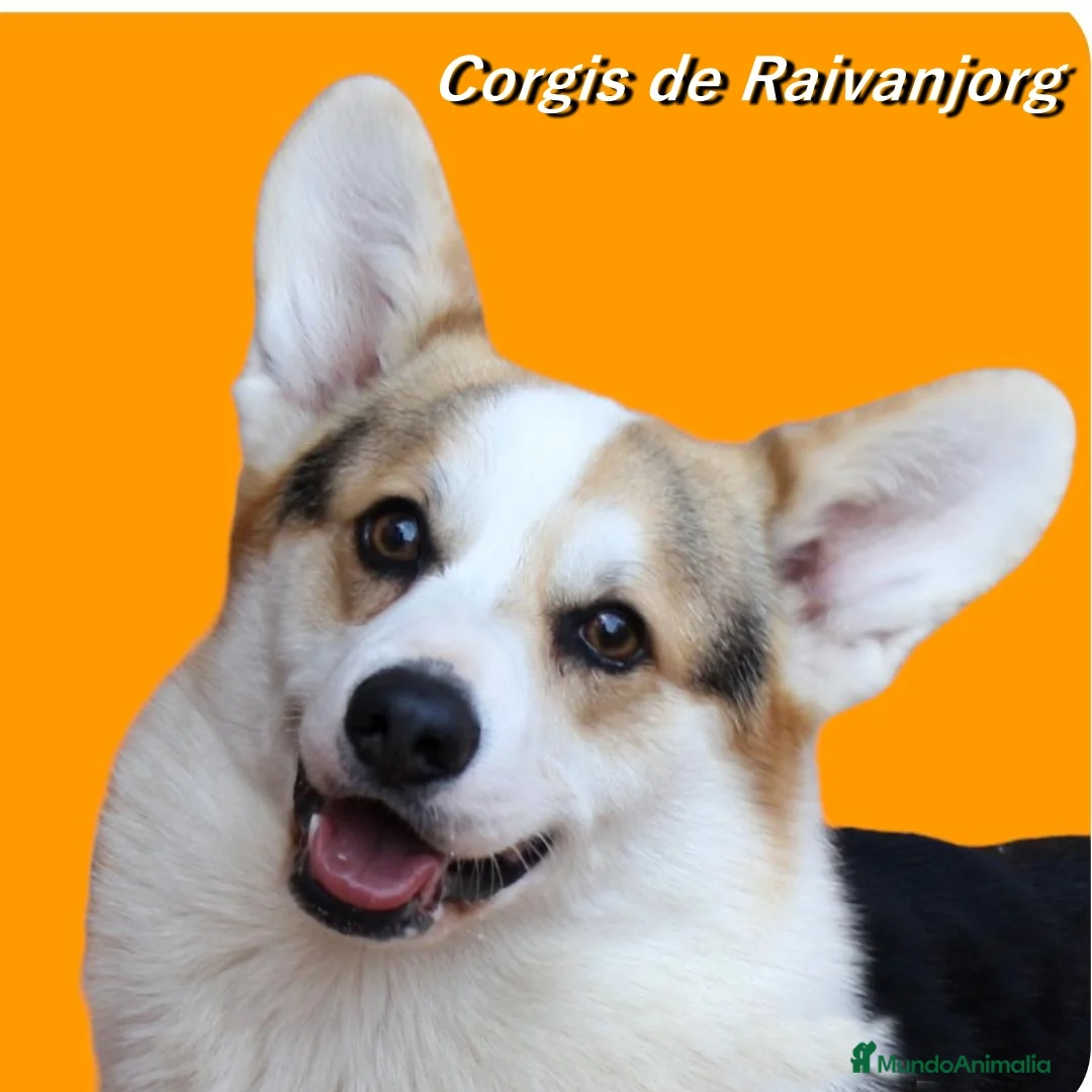 Imagen de galería {{count}}