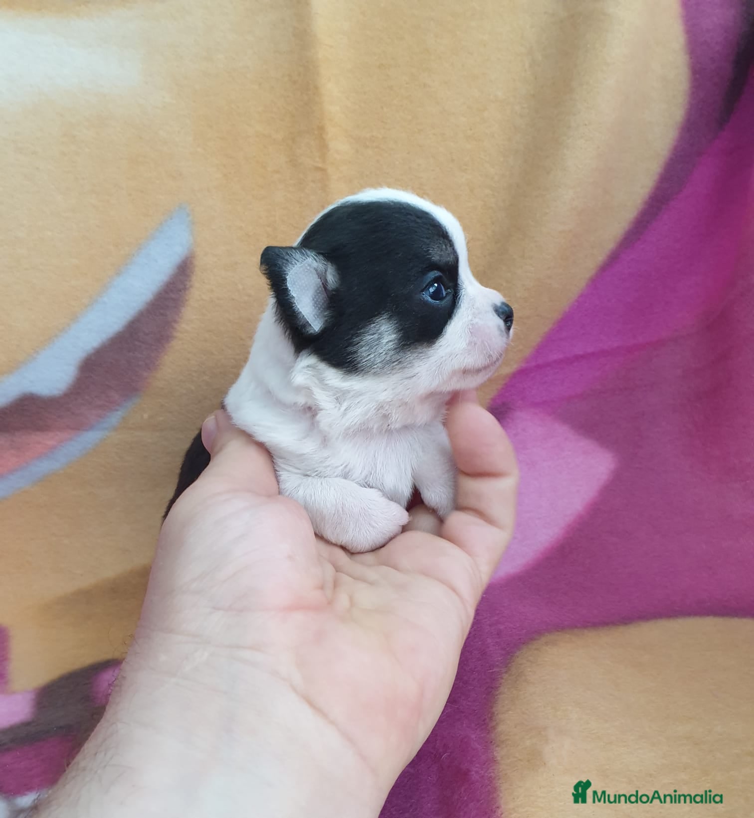 Chihuahua perros Chihuahua cabeza de manzana  - Anuncio 26