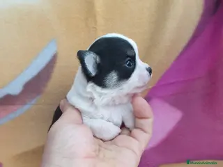 Chihuahua perros Chihuahua cabeza de manzana - Anuncio 26