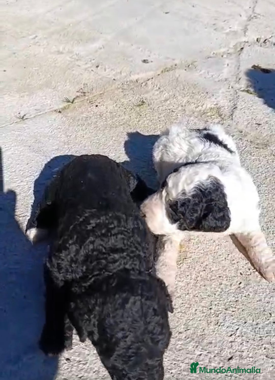 Perro de Agua Español perros en venta: PERRO DE AGUA ESPAÑOL - Anuncio 3