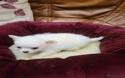 Chihuahua perros en venta: Chihuahua toy - Imagen 8