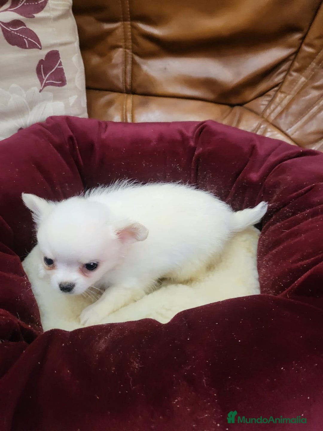 Chihuahua perros en venta: Chihuahua toy - Imagen 8