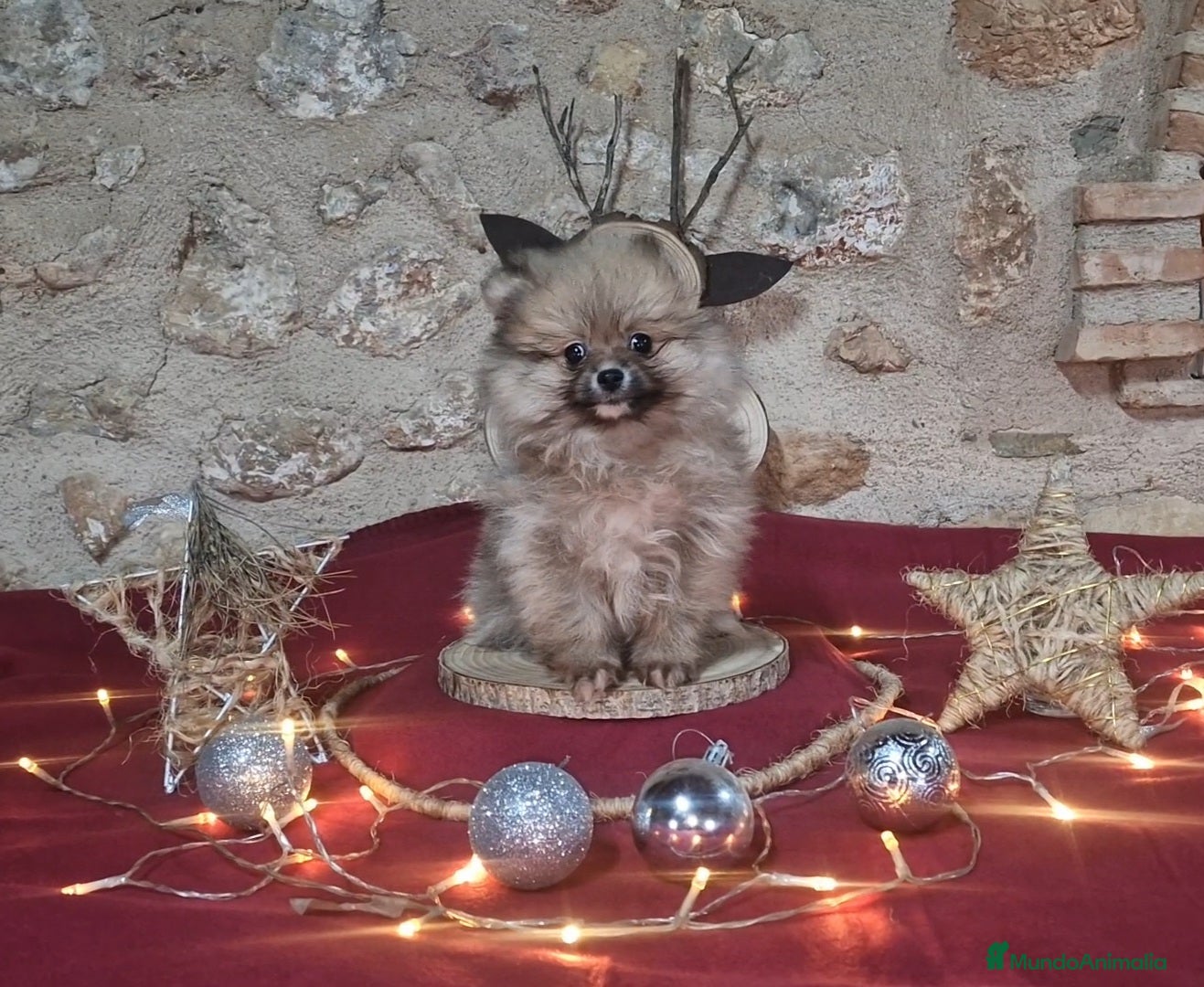 Pomerania perros Pomeranias  - Anuncio 37