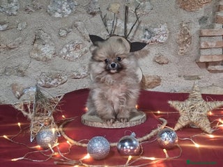 Pomerania perros Pomeranias - Anuncio 37