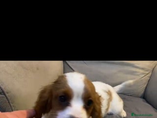 Cavapoo perros en Granada - Anuncio 3