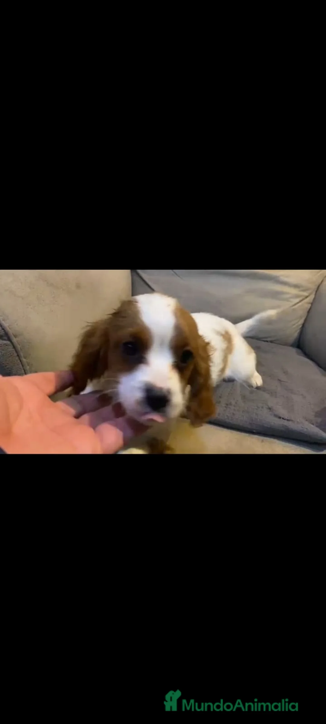 Cavapoo perros en venta:  Cahorros raza Cavapoo en Granada - Anuncio 1