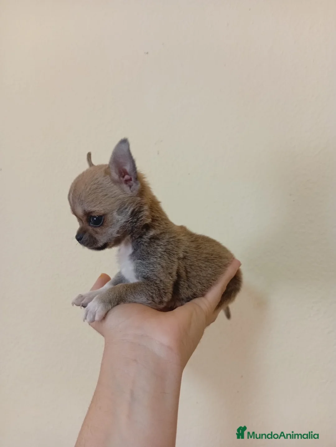 Chihuahua perros en venta: PRECIOSO CHIHUAHUA MINI TOY  - Anuncio 3