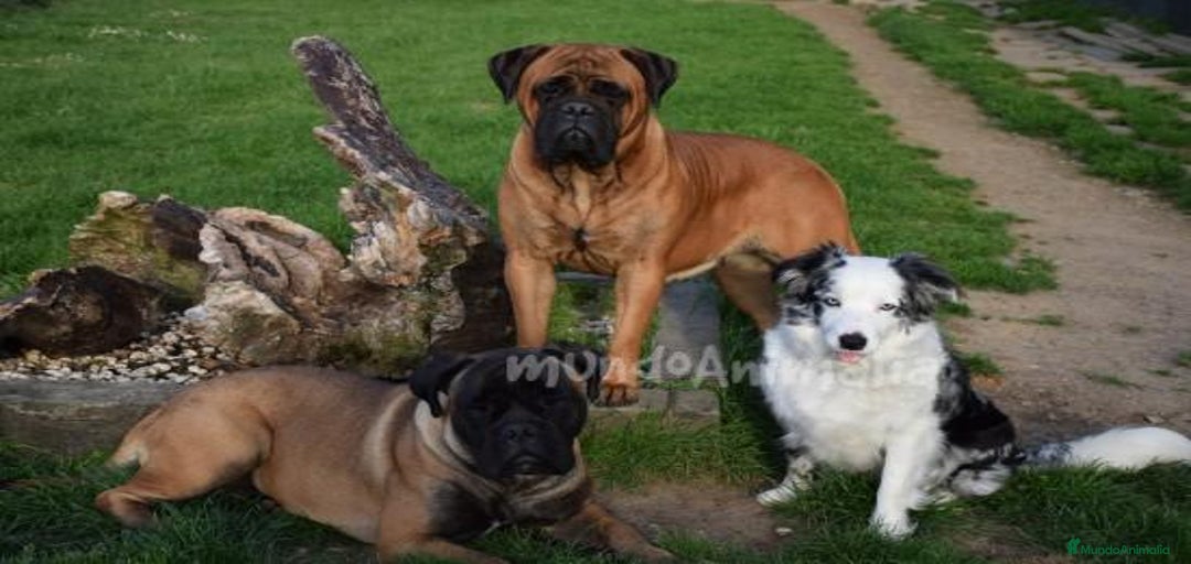 Imagen de galería {{count}}