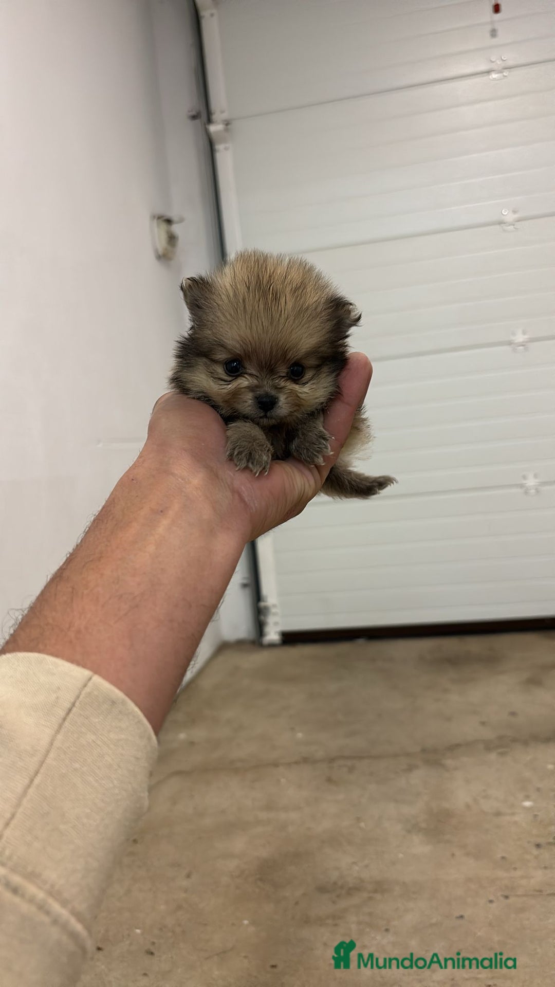 Pomerania perros en venta: Hembras de Pomeranias  - Anuncio 2