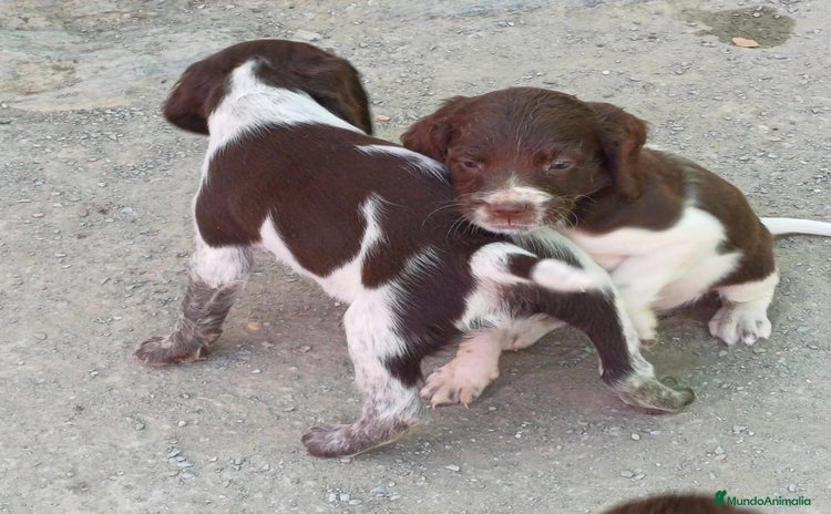 English Springer Spaniel perros - Anuncio 14
