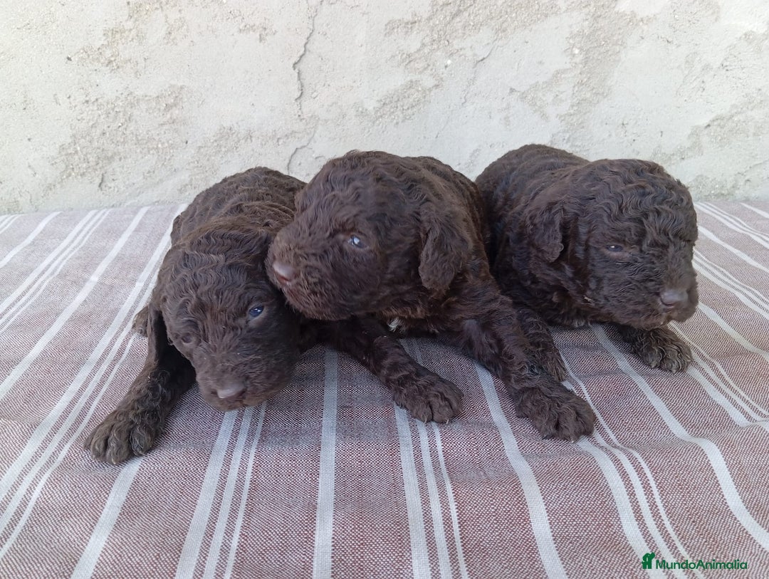 Perro de Agua Español perros en venta: Camada de perros de agua - Imagen 2
