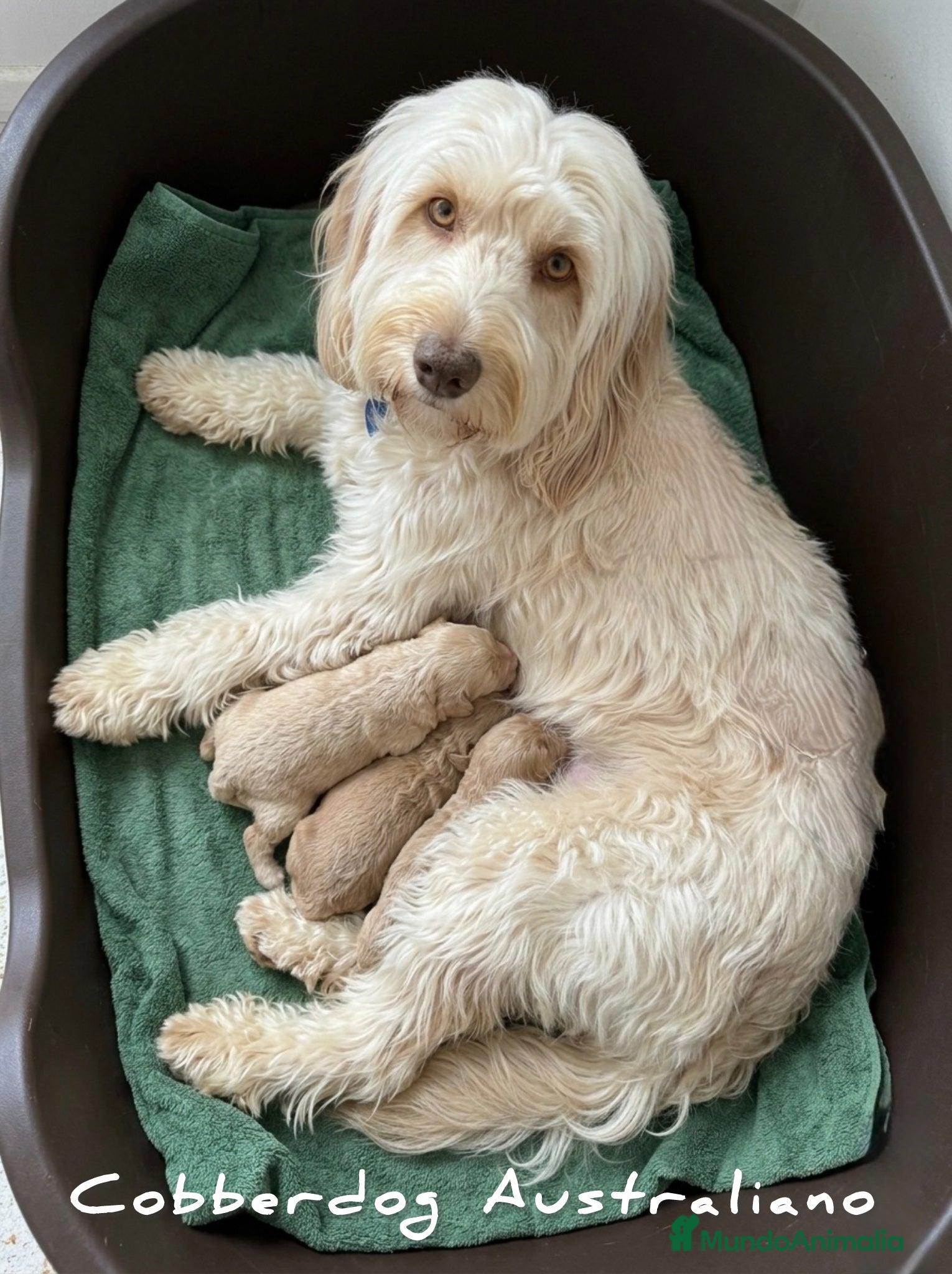 Labradoodle perros Cobberdog Australianos, abiertas reservas. - Anuncio 1