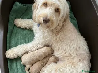 Labradoodle perros Cobberdog Australianos, abiertas reservas. - Anuncio 7