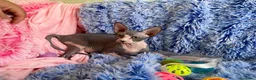 Sphynx gatos en venta: gatito macho sphynx blue-blanco - Anuncio 2