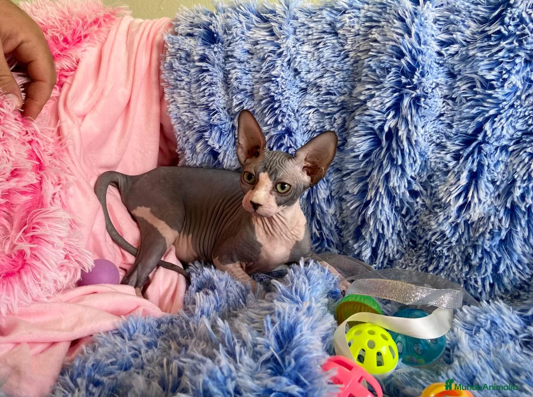 Sphynx gatos en venta: gatito macho sphynx blue-blanco - Anuncio 2