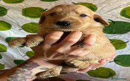 Goldendoodle perros en venta: Goldendoodle  - Imagen 6