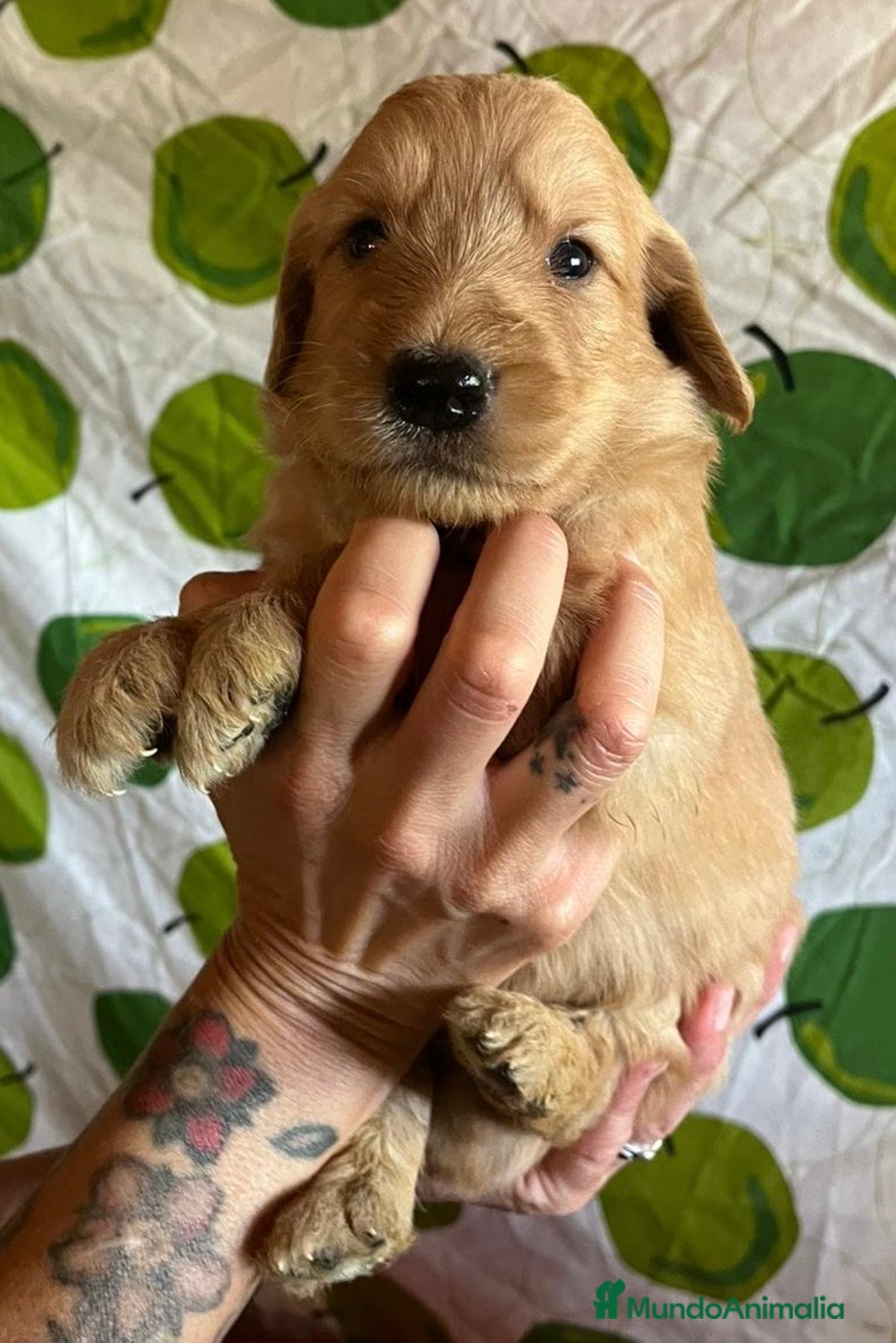 Goldendoodle perros en venta: Goldendoodle  - Imagen 6