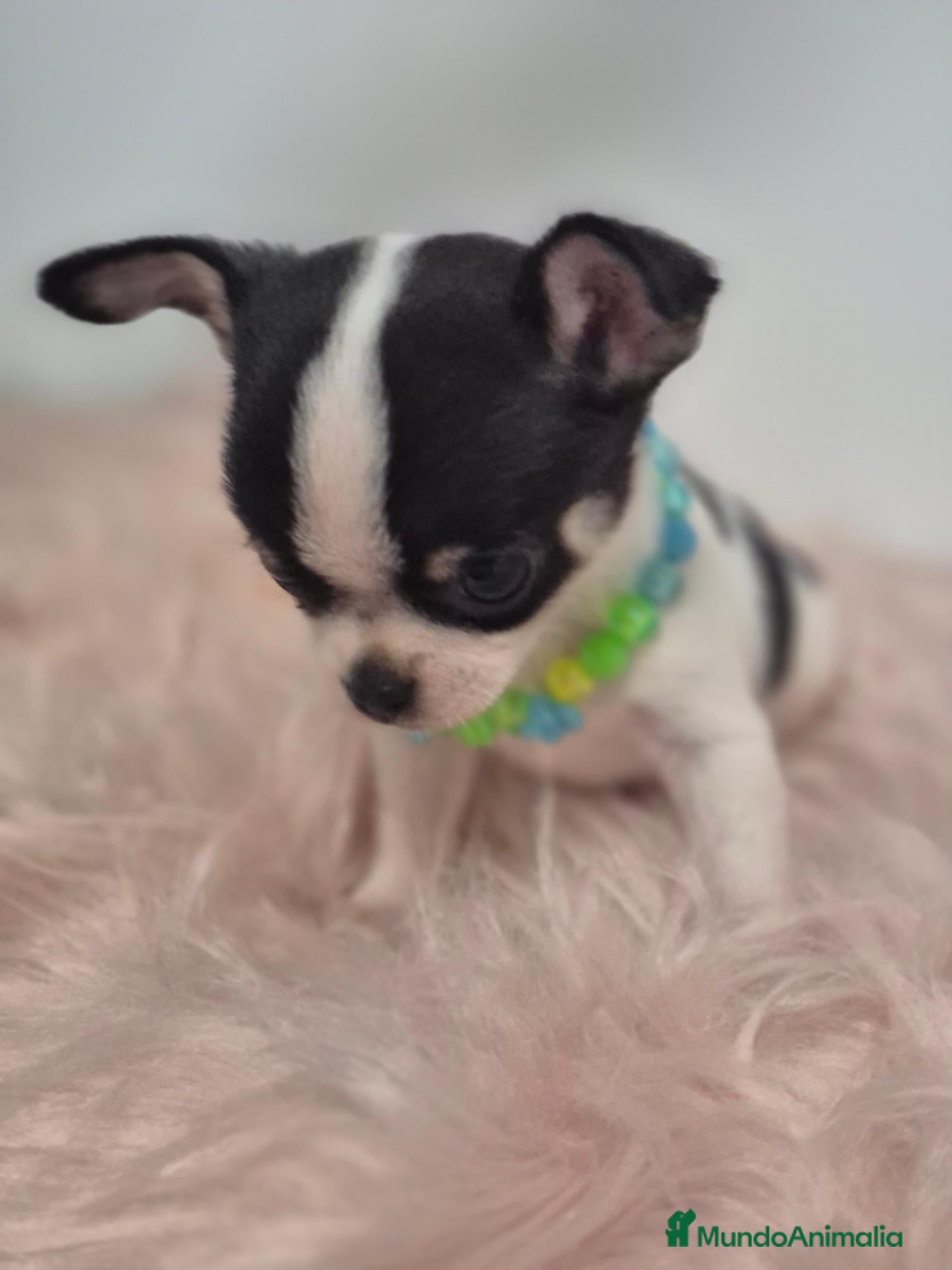 Chihuahua perros Chihuahua ❤️  - Anuncio 2