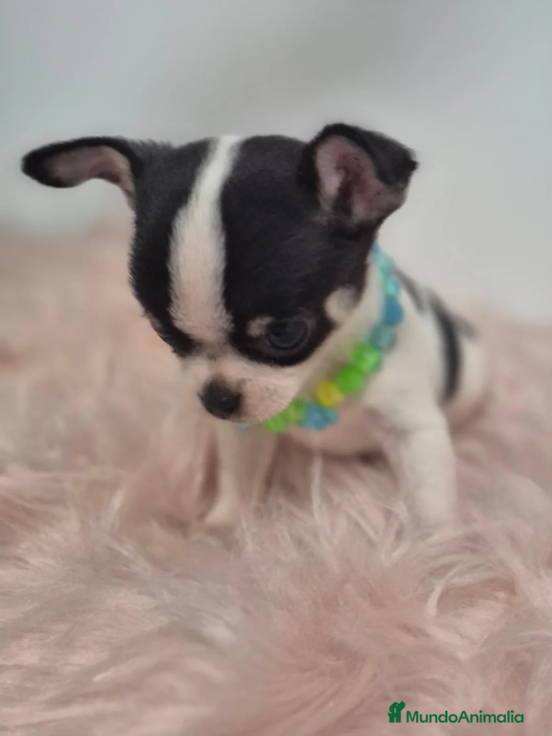 Chihuahua perros en venta: Chihuahua ❤️  - Anuncio 1