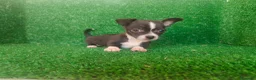 Chihuahua perros en venta: Chihuahua  - Anuncio 11