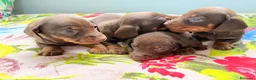Teckel Miniatura perros en venta: Cachorro de Teckel Miniatura  - Anuncio 2