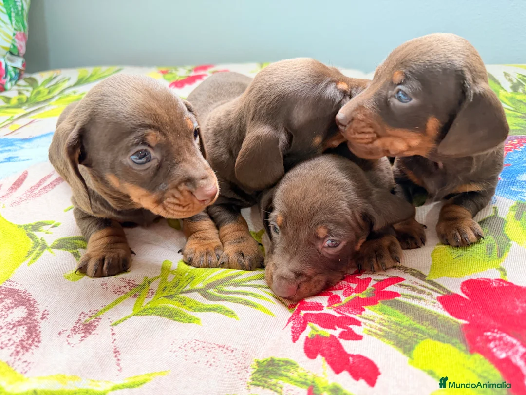 Teckel Miniatura perros en venta: Cachorro de Teckel Miniatura  - Anuncio 2