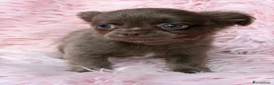 Chihuahua 3