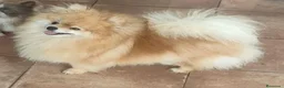 Pomerania perros en venta: POMERANIA  - Anuncio 1