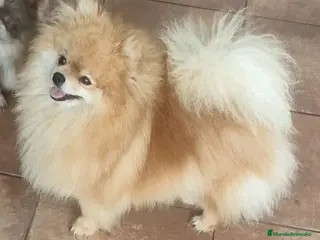 Pomerania perros POMERANIA - Anuncio 1