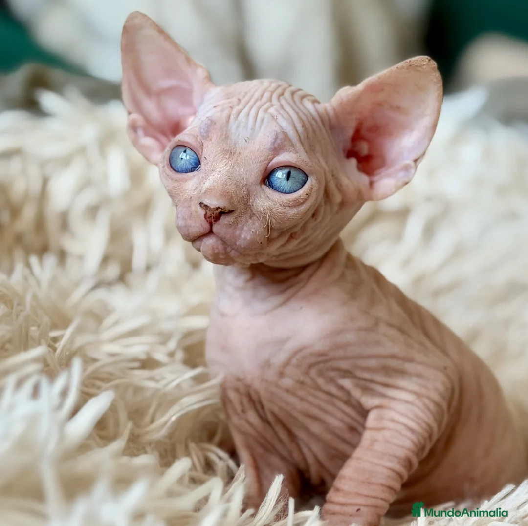 Sphynx gatos en venta: Sphynx pedigree - Anuncio 1