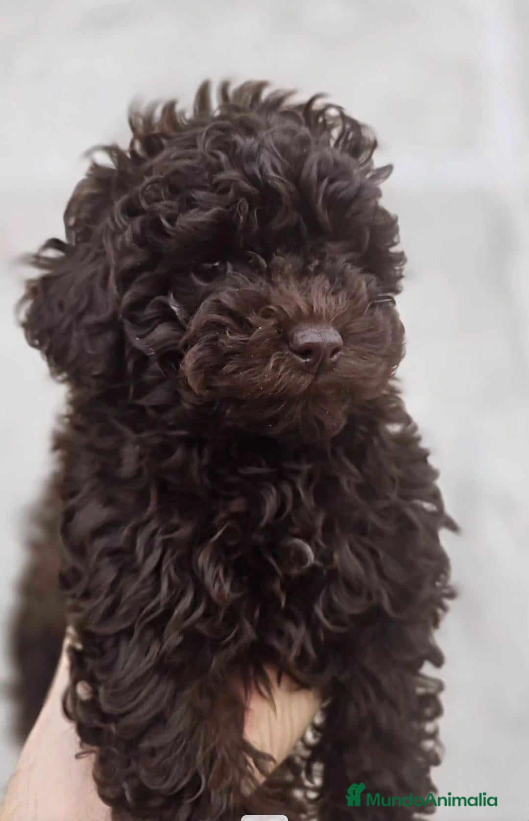 Caniche Toy perros Caniche - Anuncio 2