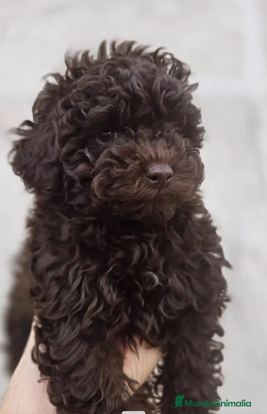 Caniche Toy perros en venta: Caniche - Anuncio 2