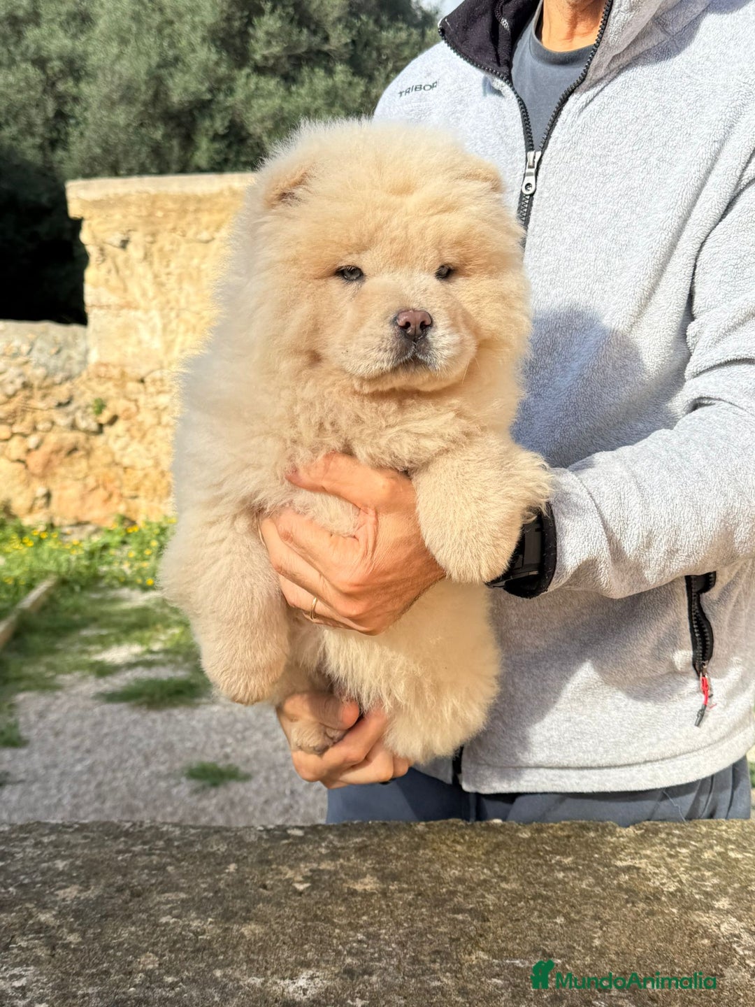 Chow Chow perros en venta: Camada de chow chow enanos - Anuncio 3