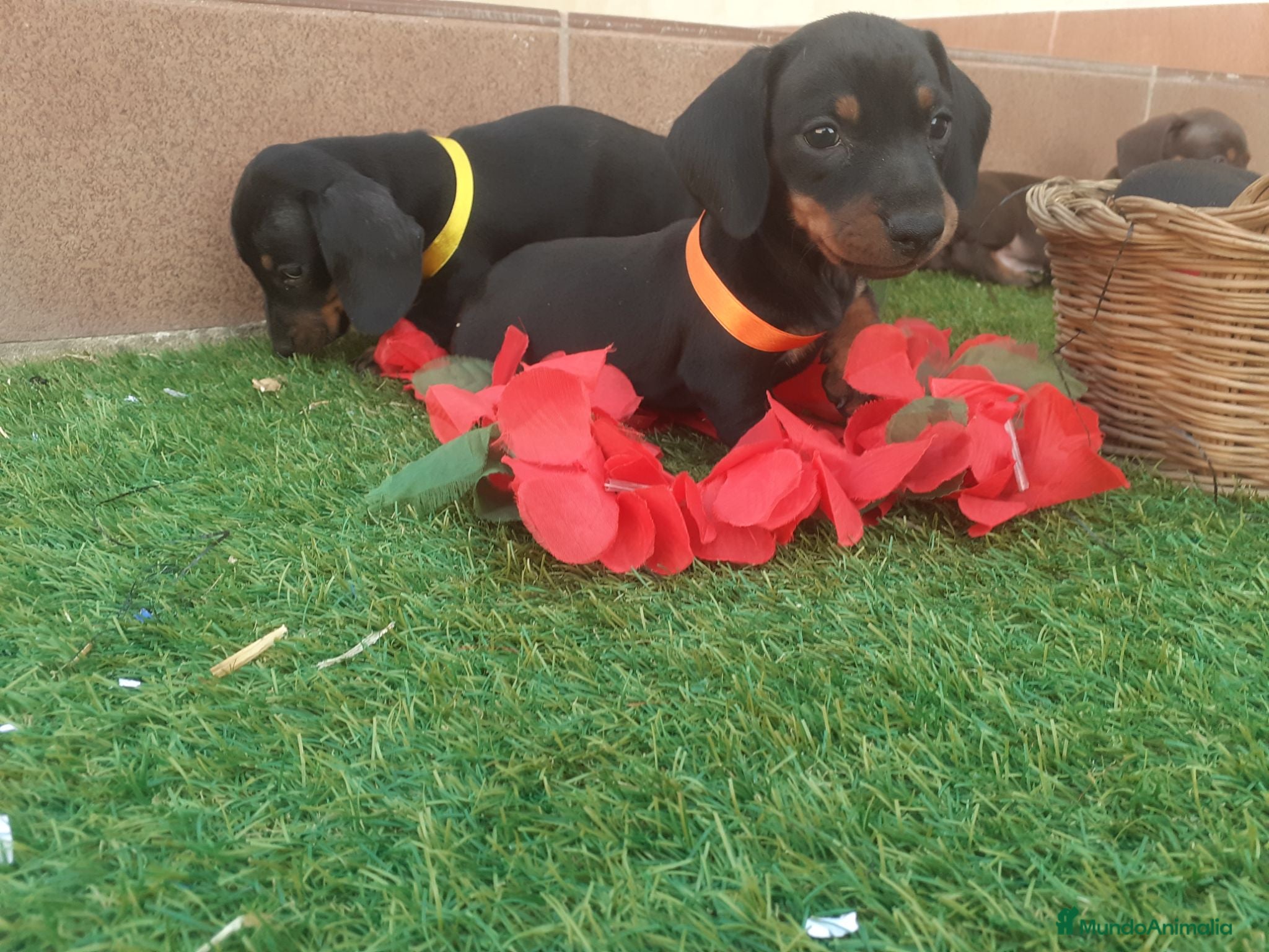 Teckel perros TECKEL MINIATURA NEGRO FUEGO  - Anuncio 1