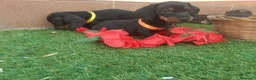 Teckel perros en venta: TECKEL MINIATURA NEGRO FUEGO  - Anuncio 1