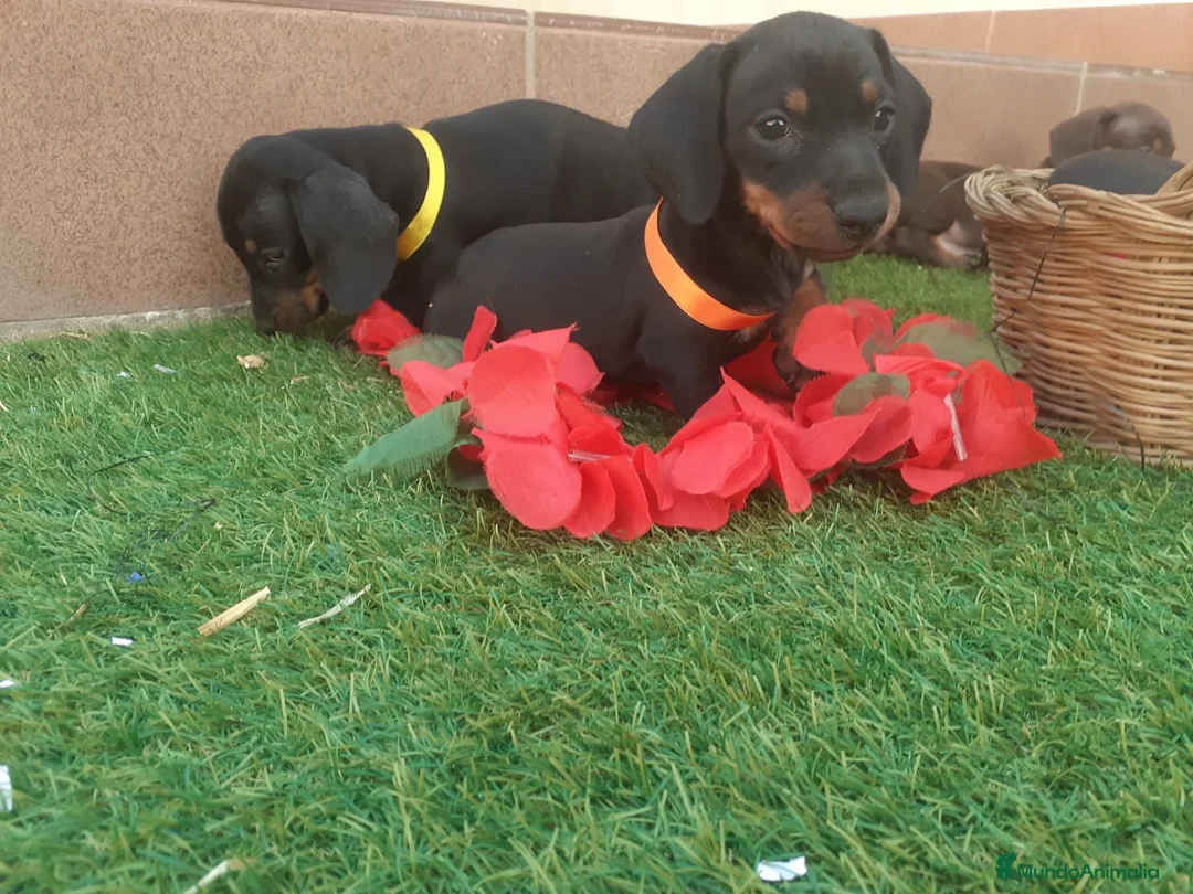 Teckel perros en venta: TECKEL MINIATURA NEGRO FUEGO  - Anuncio 1