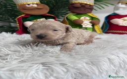 Maltipoo perros en venta: MALTIPOO MACHO - Anuncio 2