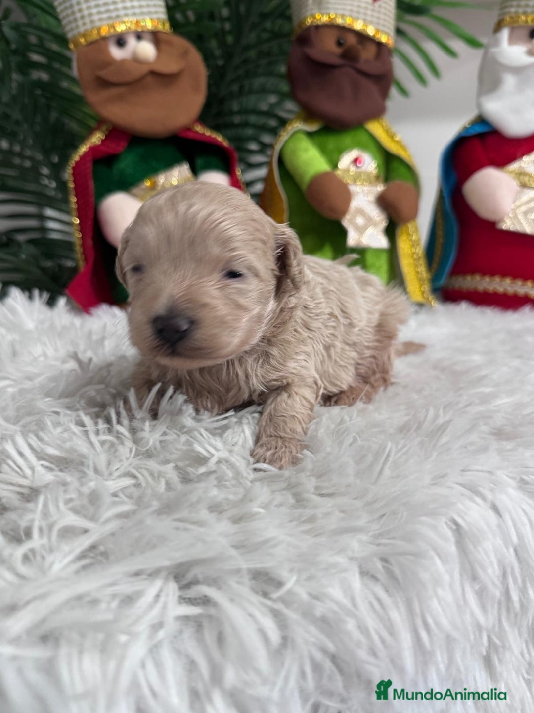 Maltipoo perros en venta: MALTIPOO MACHO - Anuncio 2