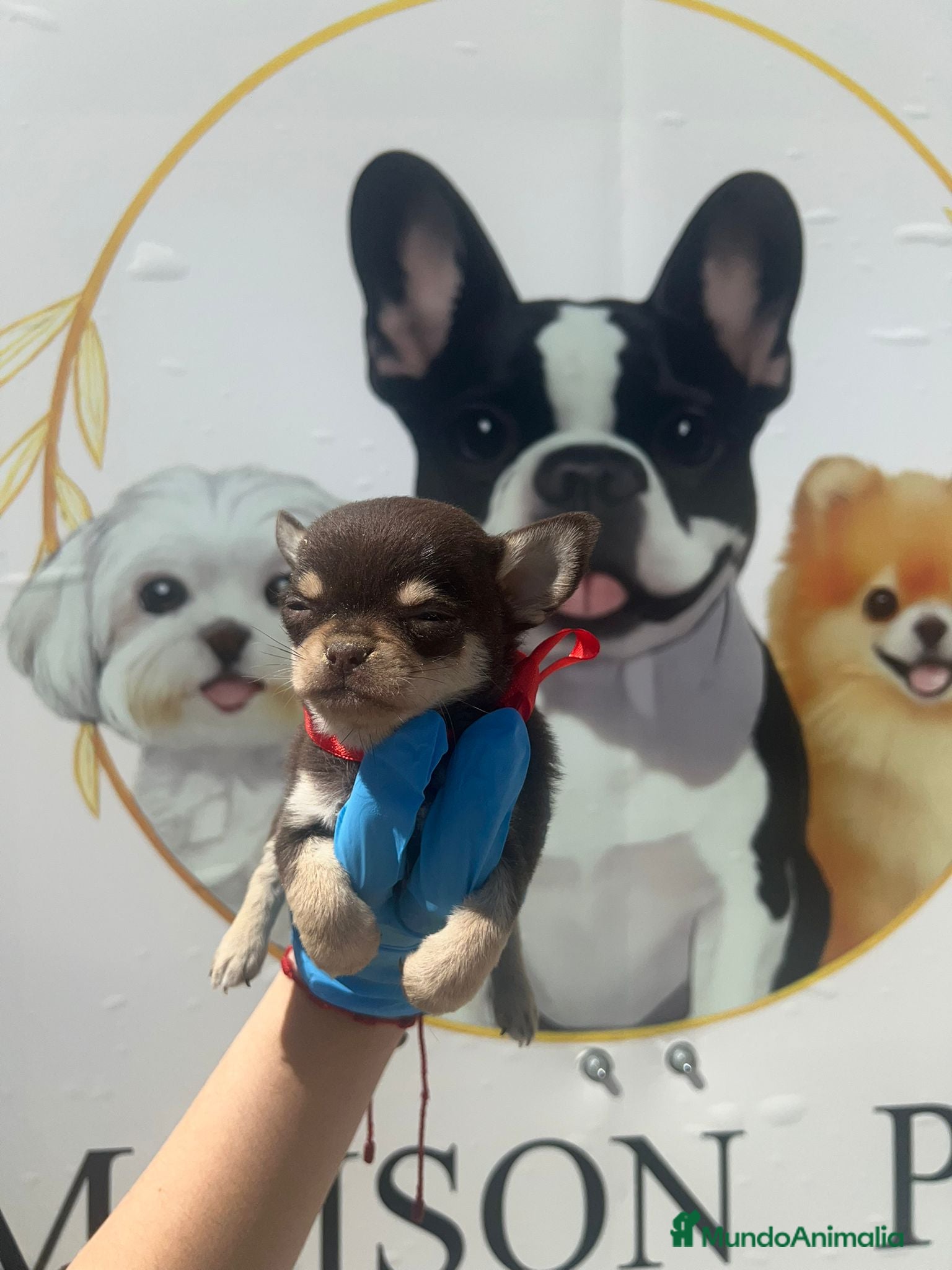 Chihuahua perros MACHO DE CHIHUAHUA TOY  - Anuncio 1