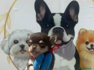 Chihuahua perros MACHO DE CHIHUAHUA TOY - Anuncio 1