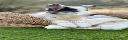 Border Collie perros en venta: BORDER COLLIE MERLE HEMBRA - Anuncio 7