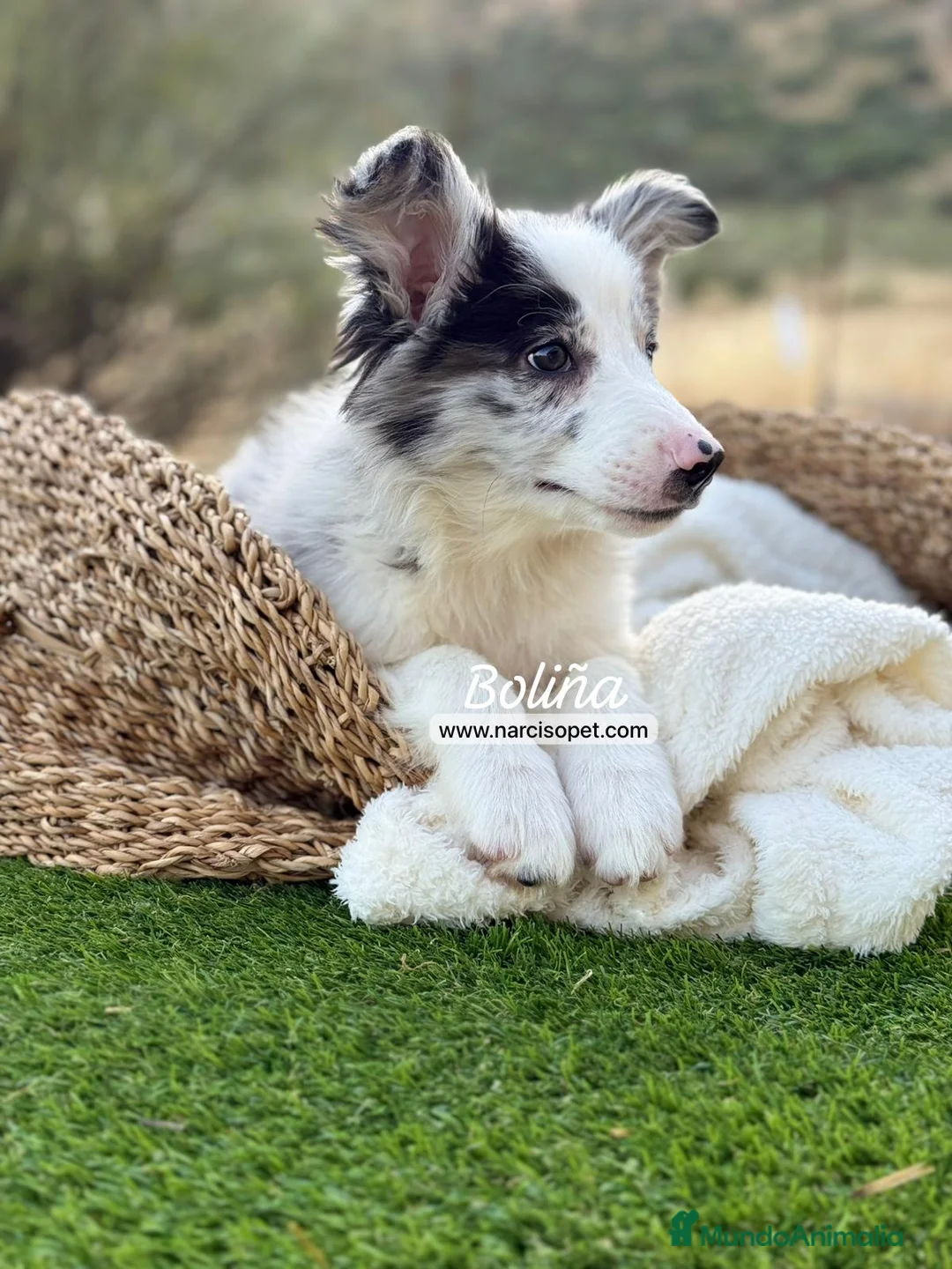 Border Collie perros en venta: BORDER COLLIE MERLE HEMBRA - Anuncio 7